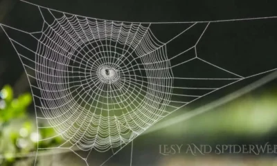 Lesy and Spiderweb: Nature's Intricate Dance