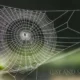 Lesy and Spiderweb: Nature's Intricate Dance