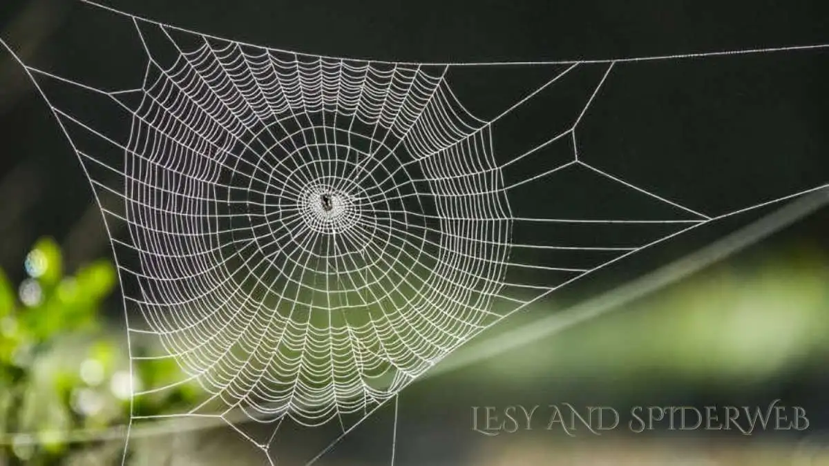 Lesy and Spiderweb: Nature's Intricate Dance