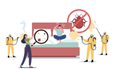 Debunking Misconceptions About Bed Bugs and Their Control