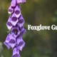 Foxglove Gumshoe