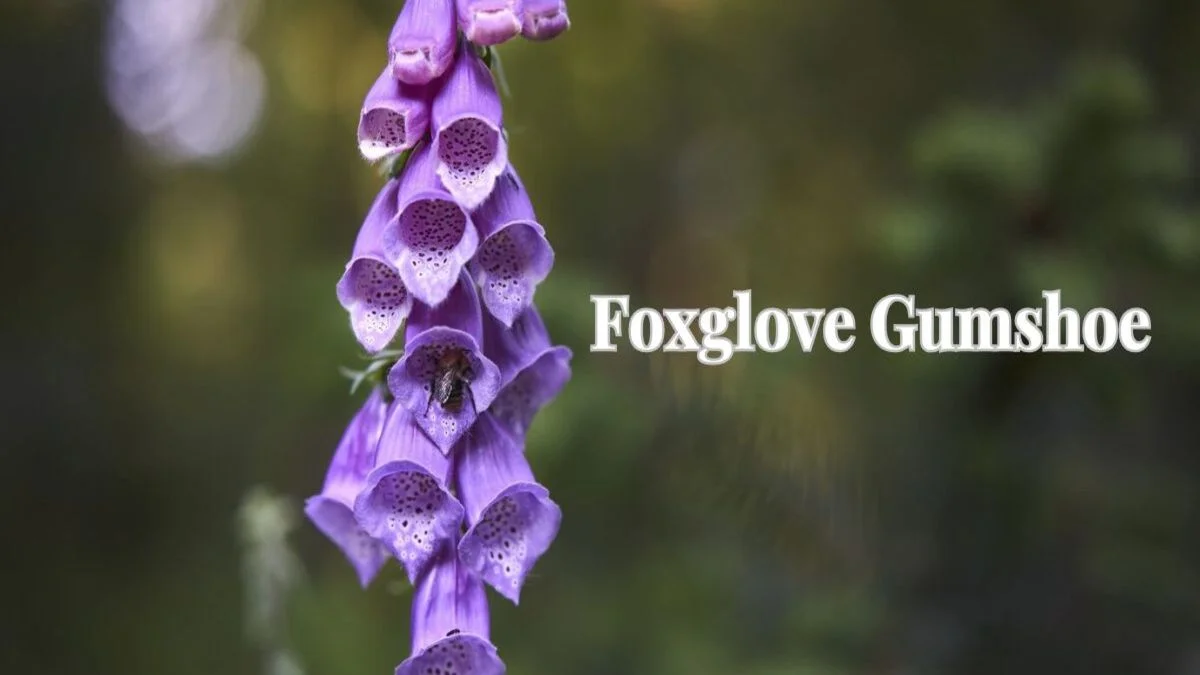 Foxglove Gumshoe