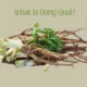 What Is Dong Quai?
