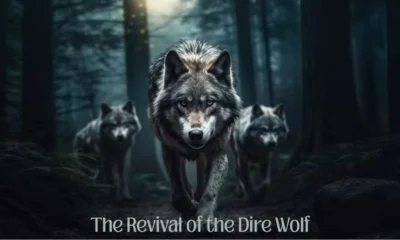 Dire Wolf