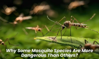 Why Some Mosquito Species Are More Dangerous Than Others?