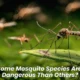 Why Some Mosquito Species Are More Dangerous Than Others?