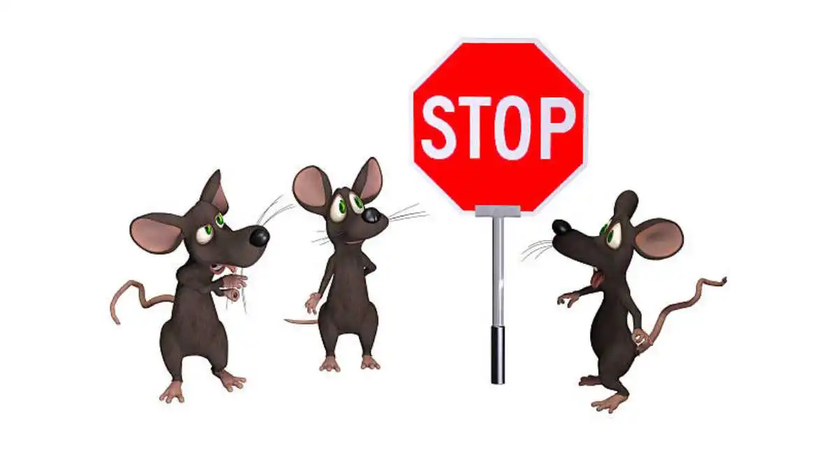 Rodents Don’t Knock: How They Get In, What They Want, and How to Stop Them