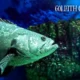 Goliath Grouper
