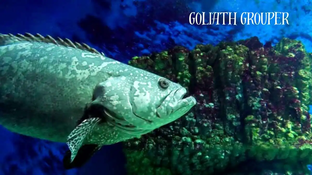Goliath Grouper