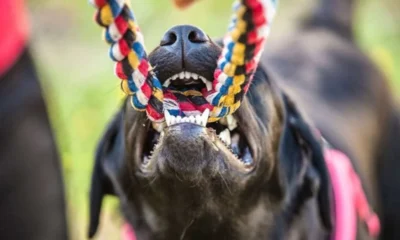 5 Signs to Look for to Determine if a Dog Can Be Approached