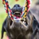 5 Signs to Look for to Determine if a Dog Can Be Approached