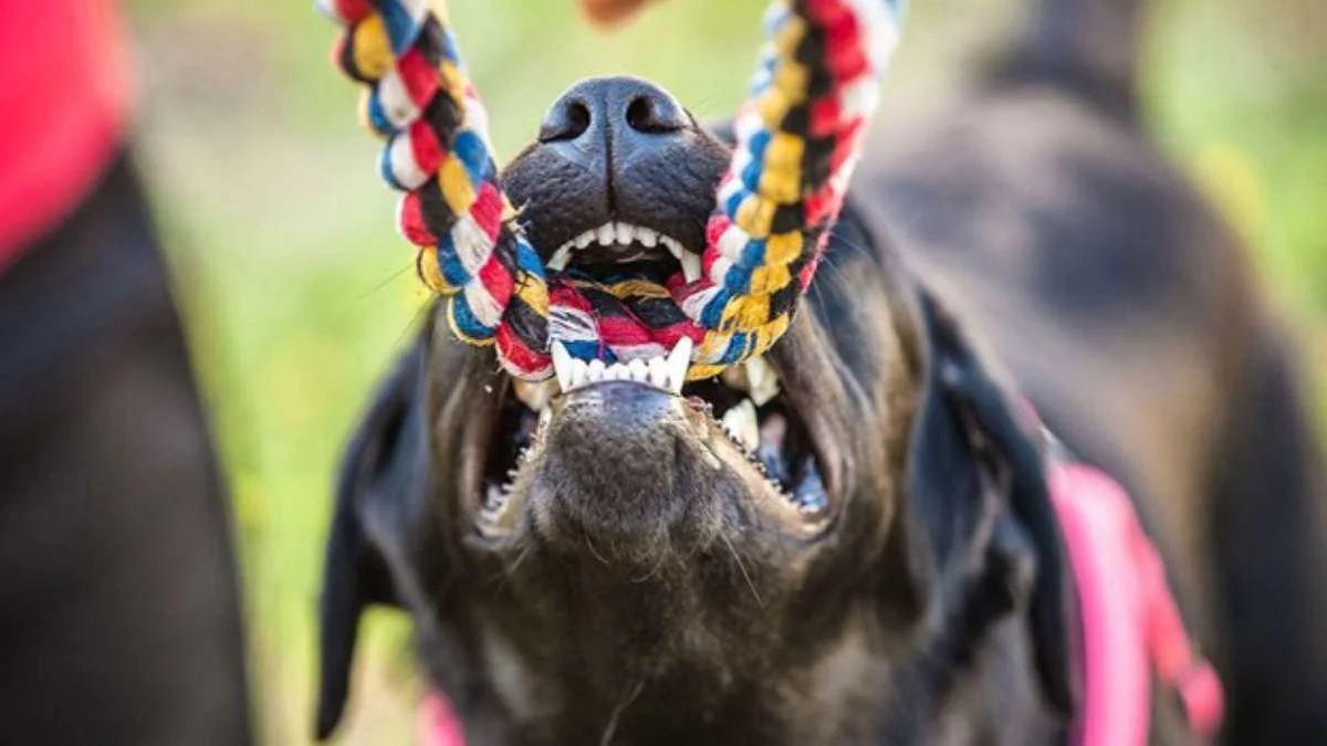 5 Signs to Look for to Determine if a Dog Can Be Approached