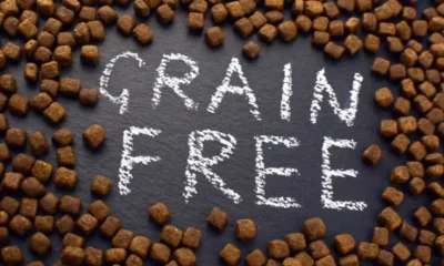 Why Grain-Free Dog Food Is Gaining Popularity Among Pet Owners