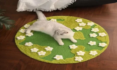 The Importance of a Good Cat Scratching Post